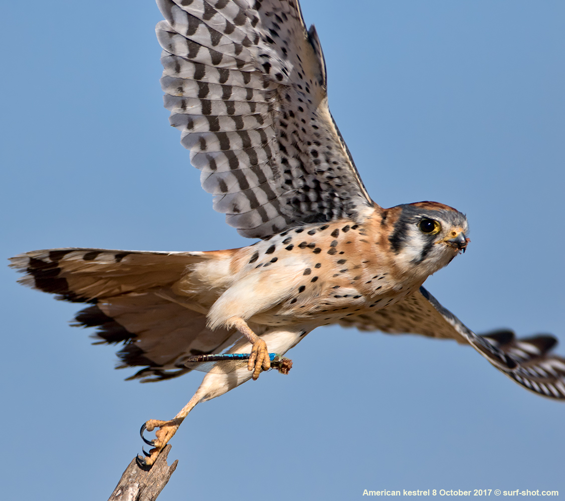 kestrel